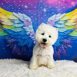 happy westie